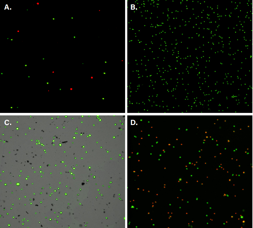Figure 1. Examples of applications of the Exact FL Fluorescence Cell Counter. (A) Examining macrophage subpopulations. Polarized  M1 macrophages were expressing a red fluorescent protein (RFP), whereas M2 macrophages were tagged using a green fluorescent  protein (GFP), allowing to visualize and distinguish between two distinct macrophage subgroups. (B) Counting peripheral blood  mononuclear cells (PBMCs). The cells were treated with acridine orange (AO) that emits green fluorescence when bound to double  stranded DNA. (C) Distinguishing between C6 rat glioma cells and cellular debris. AO was applied to C6 cell samples to count the  total number of cells. (D) Assessing viability of 3T3 mouse embryonic fibroblasts. The cells were stained with AO and propidium  iodide (PI), allowing to access the proportion of alive (green) and dead (red) cells in a sample