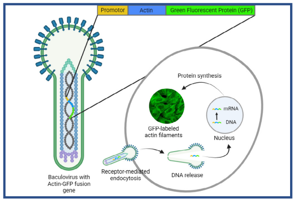 BacMam-mediated gene delivery