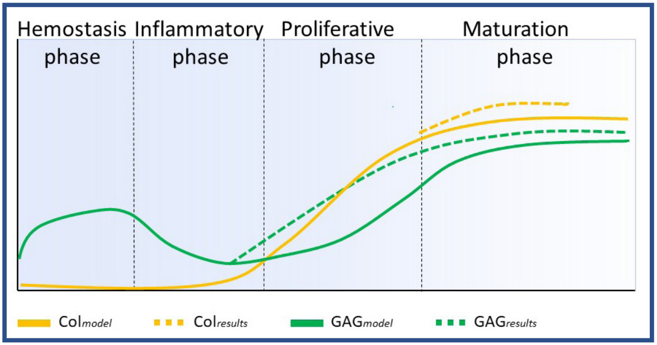 Fig. 4. The amount of GAG and collagen from the GAG assay and collagen staining (dotted lines) compared to the results from the model (Fig. 1).  Collagen was not measured for all the ratios or wound healing phases. Statistical analysis was not performed (n=2).