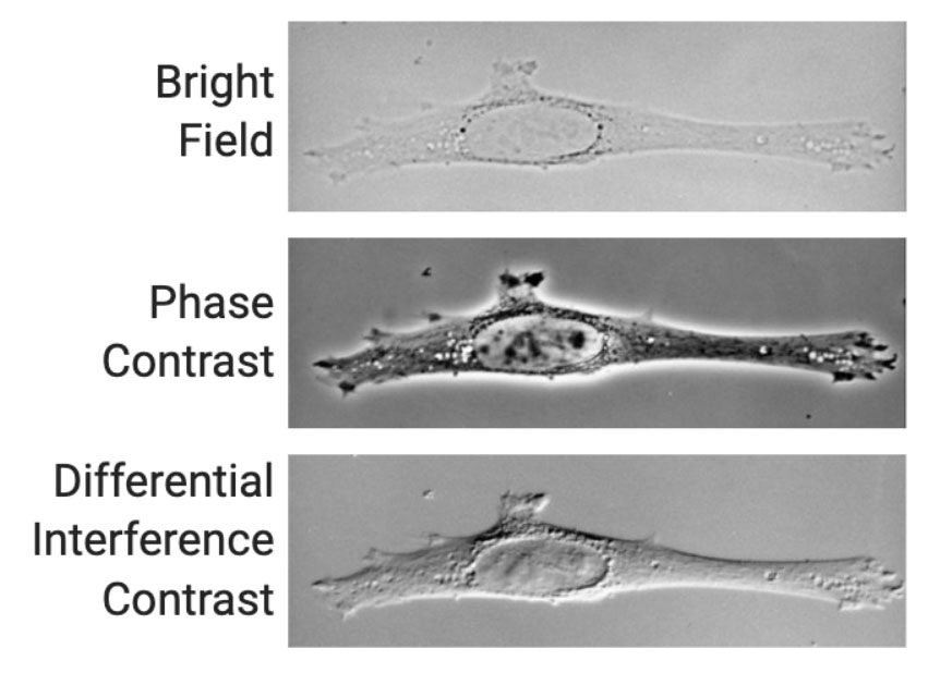Figure 2 | Brightfield, phase contrast, and differential interference contrast light microscopy example images.
