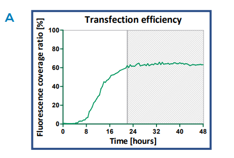 Transfection efficiency