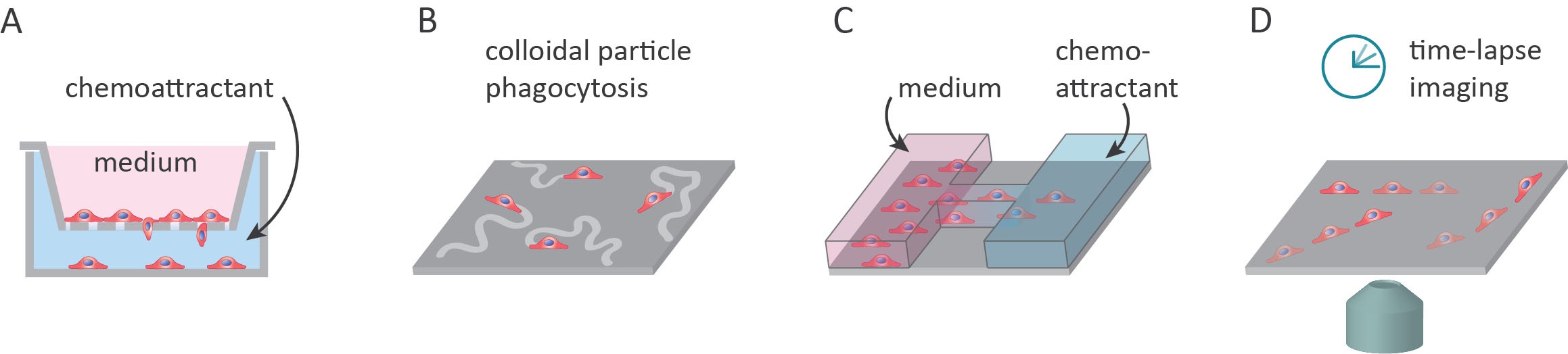 Single-cell migration assays