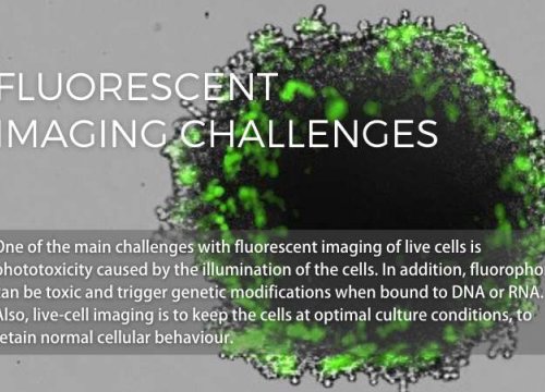 Fluorescent image challenges