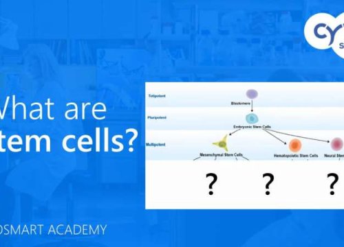 What are stem cells? - CytoSMART Academy