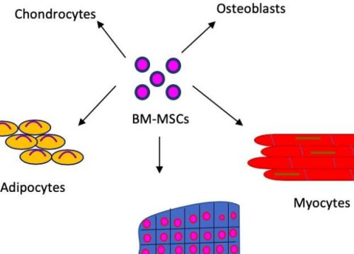 Figure 1 | Multi-lineage potential of bone marrow-derived MSCs.
