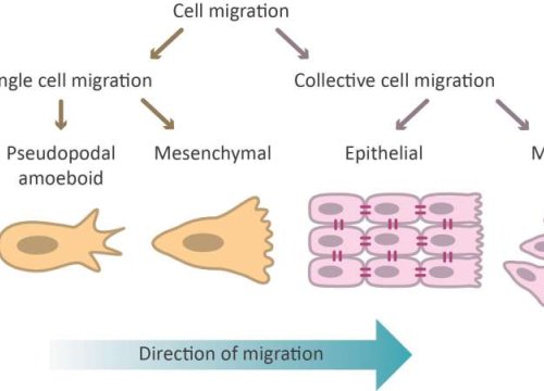 Cell migration modes