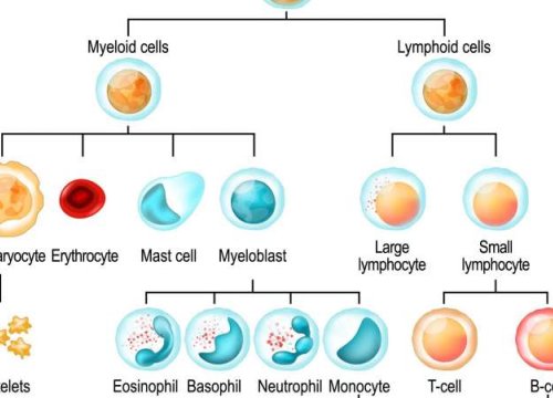 Clono stem cells
